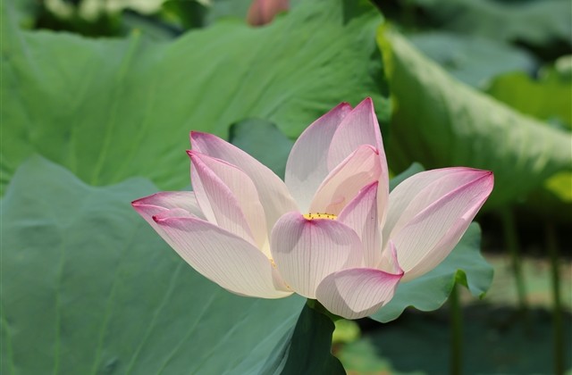 新春伤感男女QQ网名(158个)