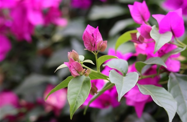 男生比较皮的网名(精选185个) 男生比较皮的网名(精选185个)