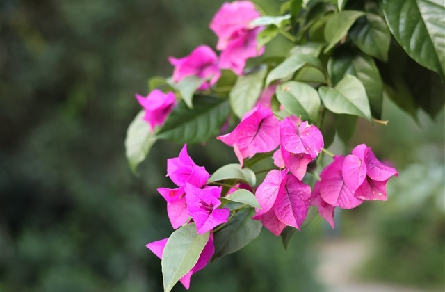 关于爱情的网名(精选140个) 关于爱情的网名(精选140个)