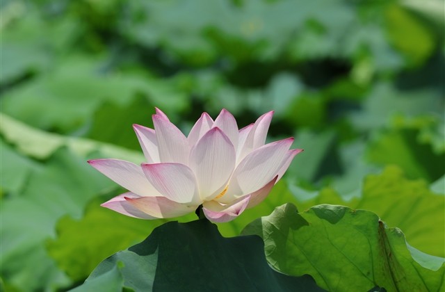 比较拽的游戏网名(157个) 比较拽的游戏网名(157个)