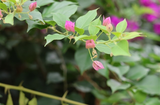 两个字独特好听的情侣名(共111个)