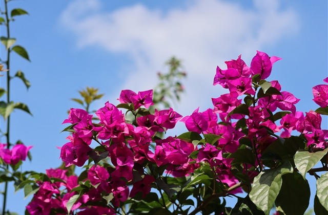 特别嚣张的游戏id王者(74个)