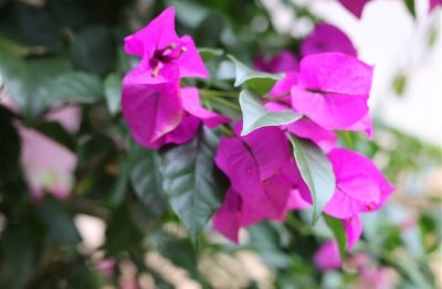 ​最新纯文字网名(共125个)