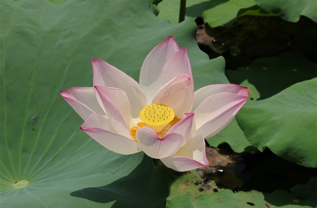 王者网名女生沙雕可爱(精选117个) 王者网名女生沙雕可爱(精选117个)