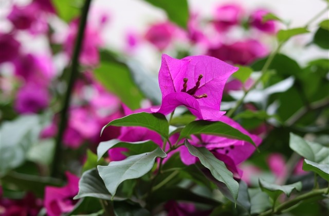 紫禁繁花游戏昵称 紫禁繁花好听的名字