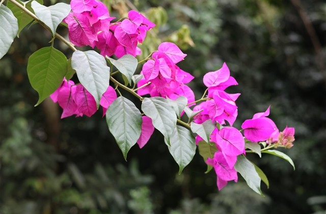 好听到舍不得换的女生网名精选61个