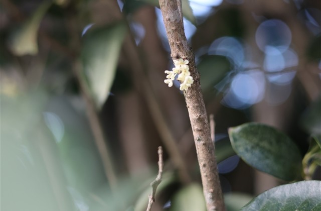 烟花最浪漫的一瞬间文案 烟花最浪漫的一瞬间文案