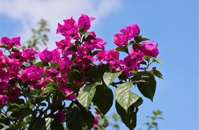 情人节文案短句干净治愈