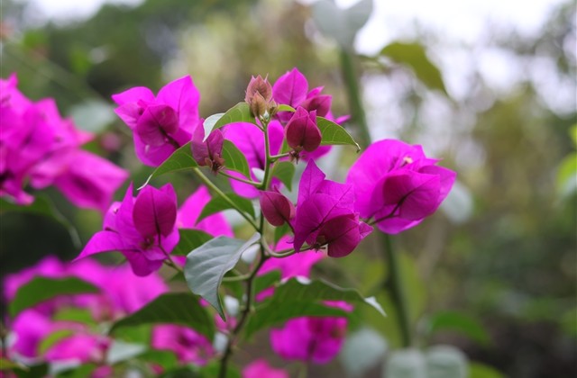 成熟霸气网名女生 成熟霸气网名女生