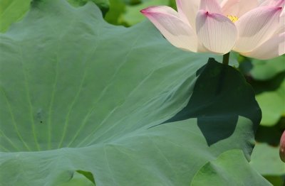 ​清新淡雅的游戏名字(优选153个)