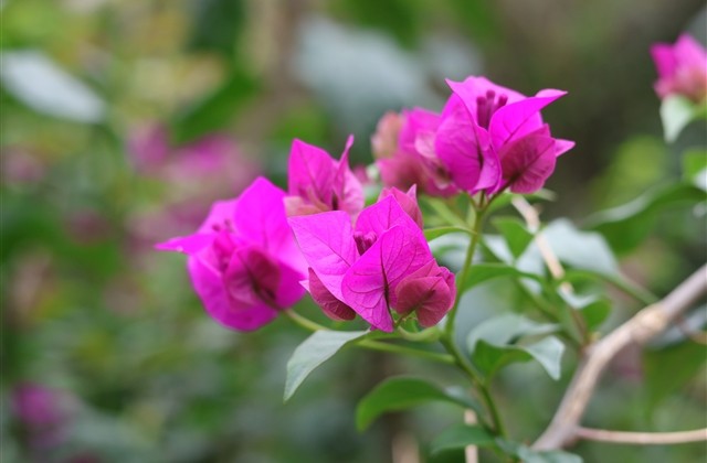 带有乡村气息的网名 带有乡村气息的网名