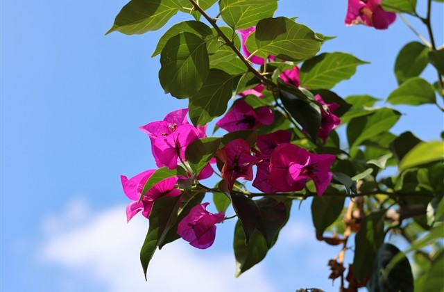 比较高大上的英文名