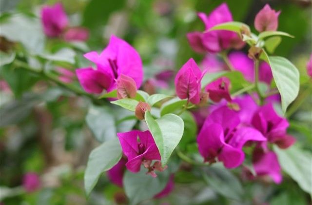 cf四字干净网名