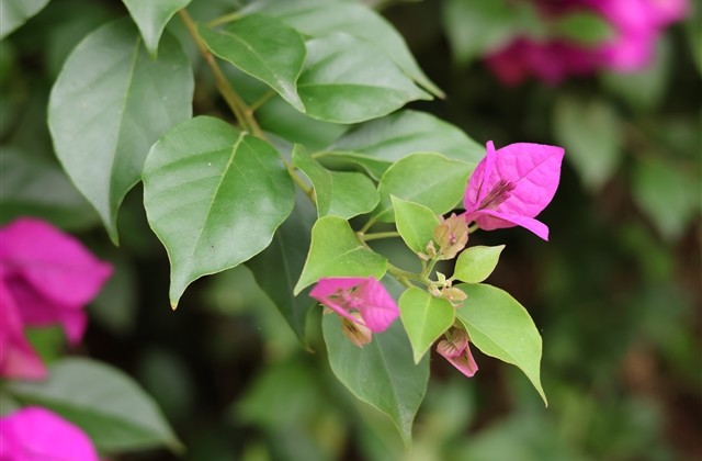 成熟女生网名昵称