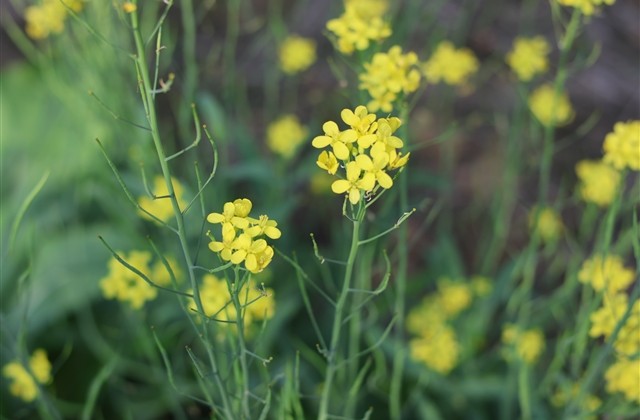 奥拉星女生名字大全(精选152个)