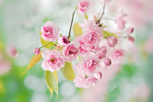 写拟人句大全43句