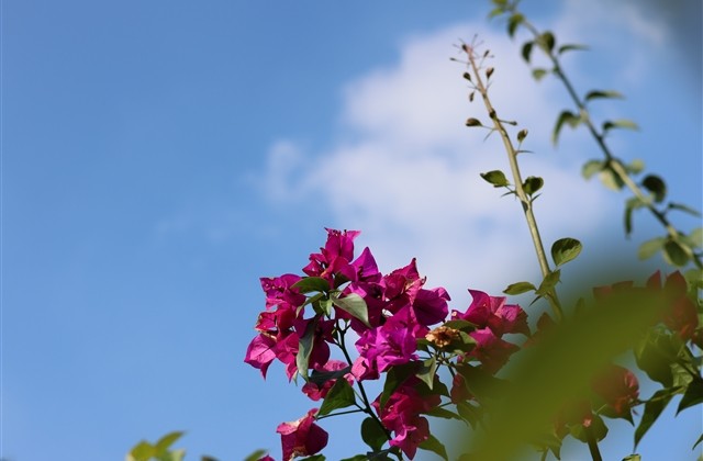 甜美可爱的网名昵称