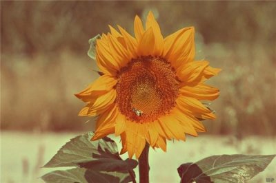 ​说说简单一句话给自己（30句简短走心的激励短句）