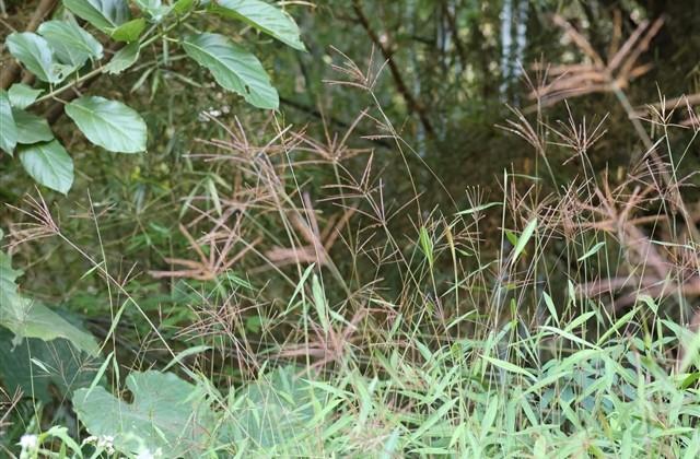 兄弟之间的感情的句子