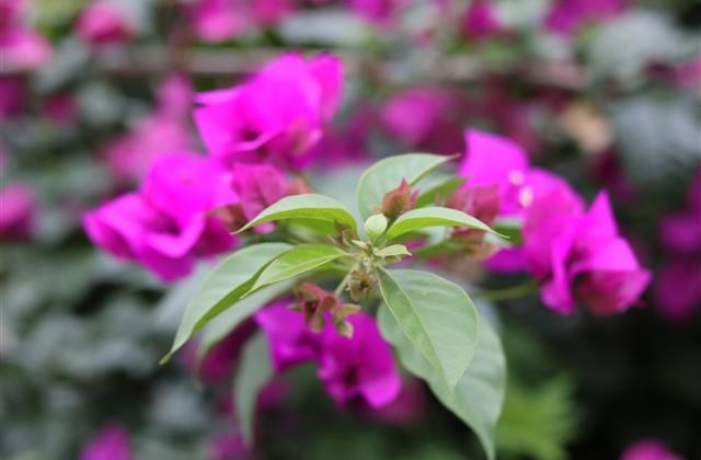 自己阳了的幽默朋友圈说说