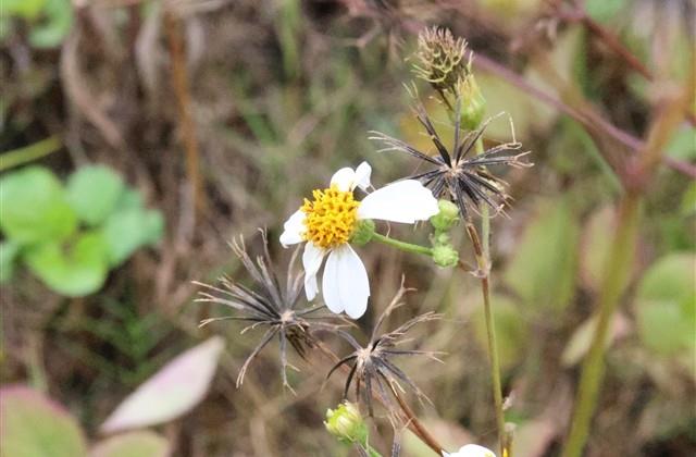 因为所以造句子三年级 因为所以造句子三年级
