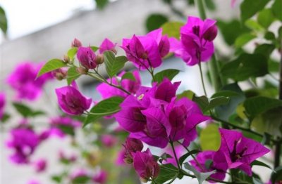 ​手游cf高质量游戏名字大全