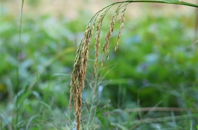 甜美可爱洋气的女孩小名(好名字) 甜美可爱洋气的女孩小名(好名字)