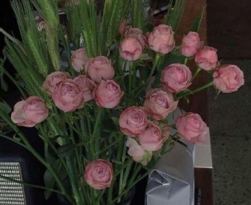 ​常用春优美句子摘录66条