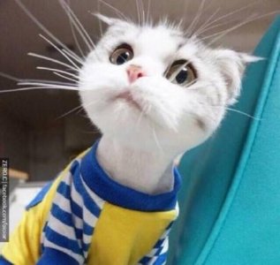 ​花的优美语句68条