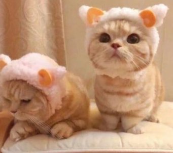 ​表白句子摘录80条