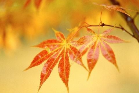 看淡人生感悟的句子