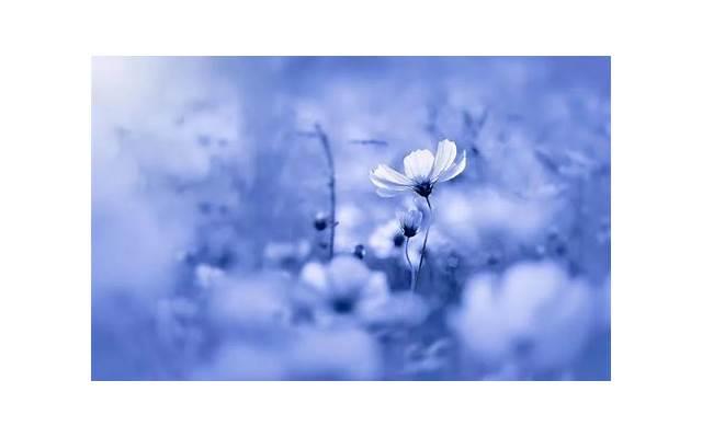 男女朋友电话聊天该说的情话是什么(贾宝玉表白林妹妹) 男女朋友电话聊天该说的情话是什么(贾宝玉表白林妹妹)