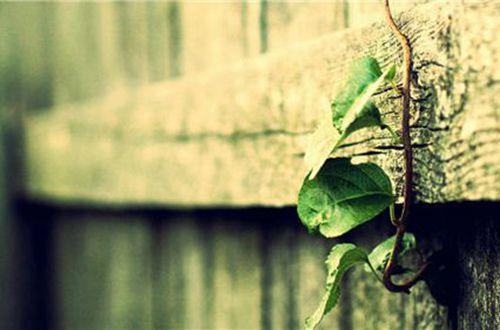 文案分享很短却很惊艳的句子