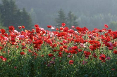 ​简洁的表白句子摘录