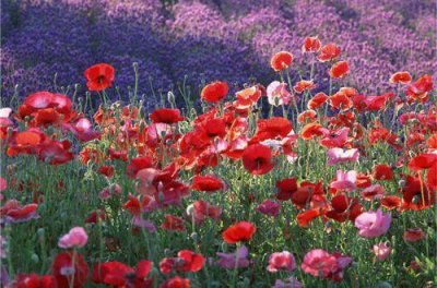 ​赞美无尽夏的句子 无尽的伤感句子(15句)