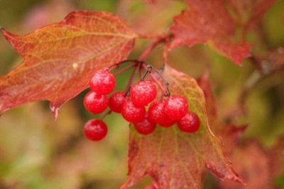 ​描写花朵美丽的句子83句