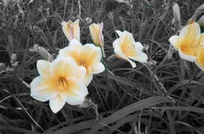 ​节气夏至的优美句子