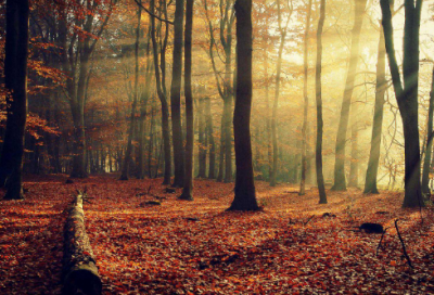 ​关于适合春天发的说说 春天发朋友圈唯美的句子