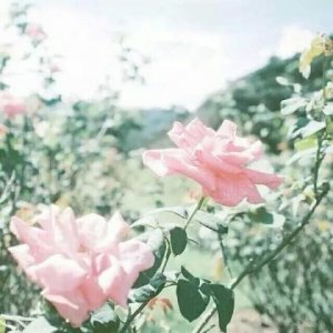 ​适合发朋友圈正能量短句[40条] (适合清晨发的朋友圈图片)