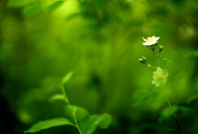​心里有苦说不出的无奈句子大全（精选）
