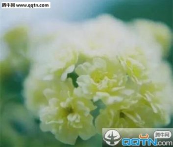 ​经典语句图片大全集