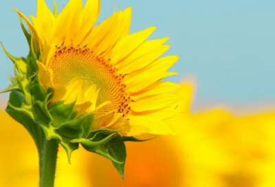 ​丽字开头的网名(精选85个)