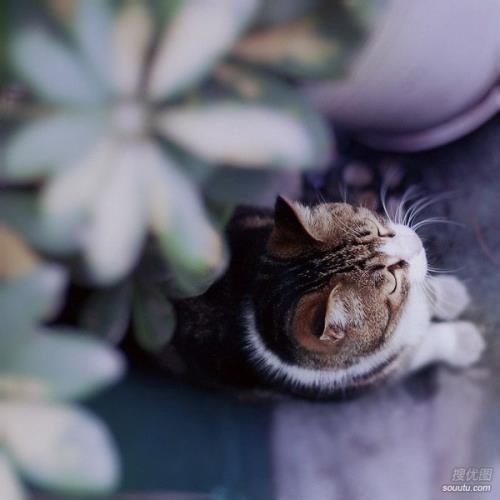 可怜可恨经典说说