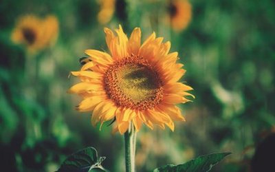 ​努力奋斗的句子经典语录 努力打拼的经典句子