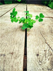 ​早安朋友圈(经典美文正能量分享句子)