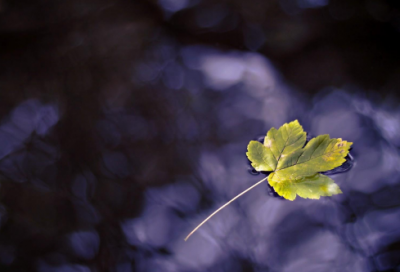 ​天堂2游戏名字_荣幸〃与我有关