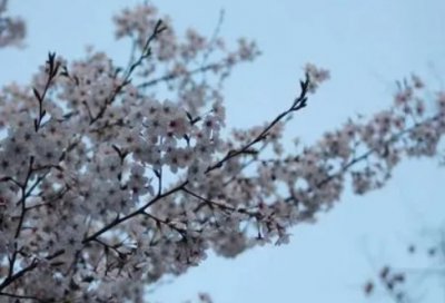 ​那年花开月正圆经典语录