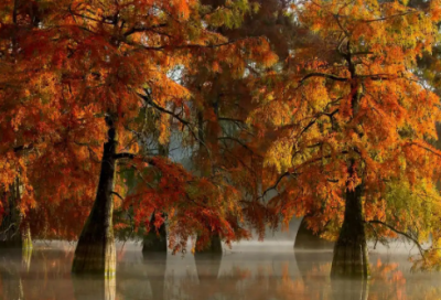 ​豢养的意思30句