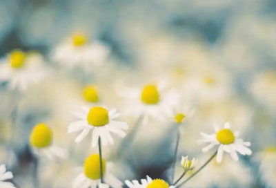 ​栋梁工程申请书范文