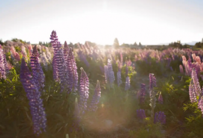 ​南丁格尔誓言内容精选29句